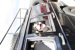 Dog in Jeep