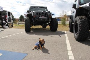 Puppy in front of a Jeep