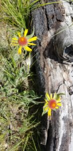 Flowers found on trail